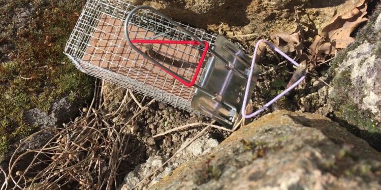 Quelle est la nourriture des lézards ?