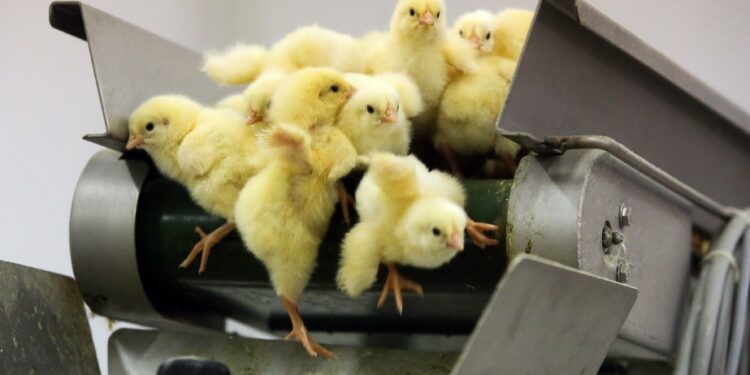 Quelle est la nourriture des poussins ?