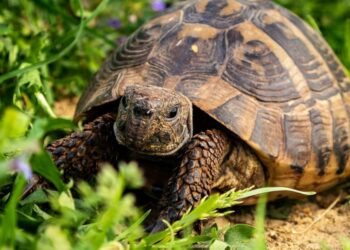 Quelle est la nourriture d'une tortue ?