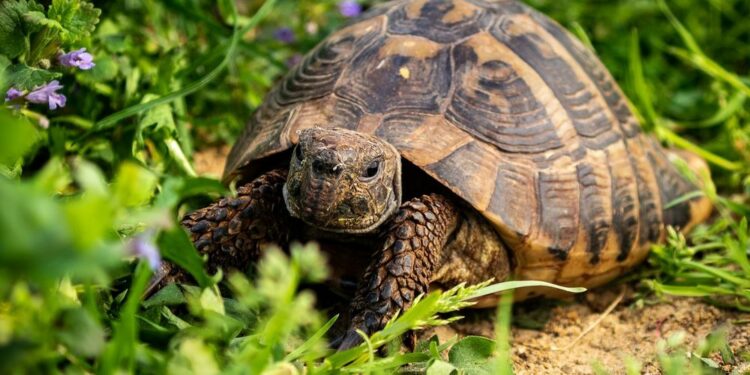 Quelle est la nourriture d'une tortue ?