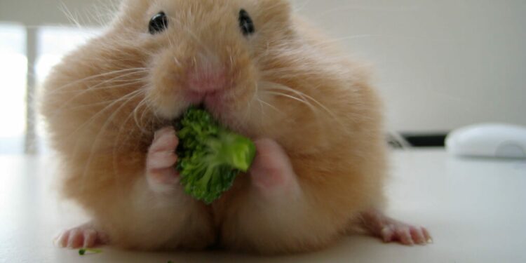 Quelle est la nourriture préférée des hamster ?
