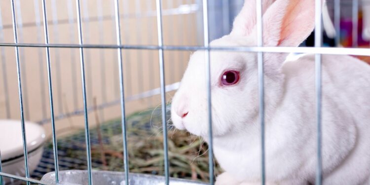 Quelle est la nourriture préférée des lapins ?