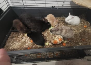 Quelle est la nourriture préférée des lapins ?