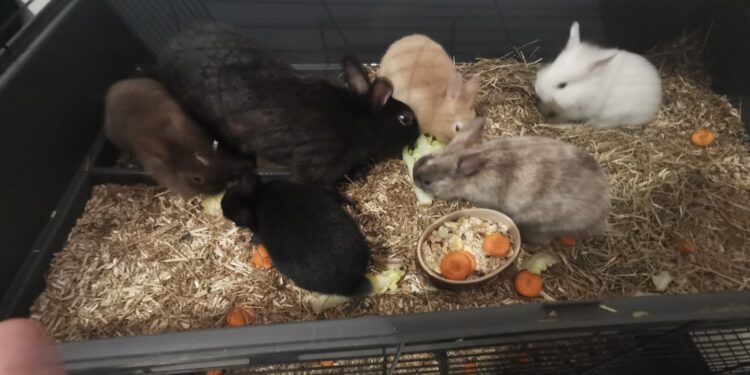 Quelle est la nourriture préférée des lapins ?