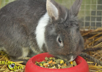 Quelle est la nourriture préférée des lapins ?