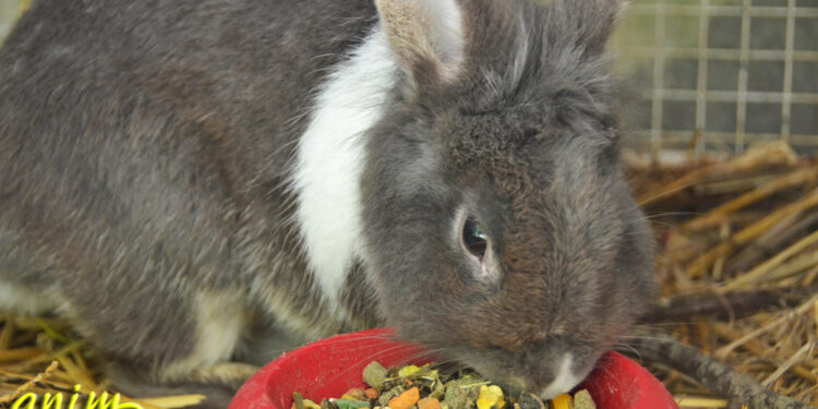 Quelle est la nourriture préférée des lapins ?