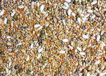 Quelle est la nourriture préférée des oiseaux ?