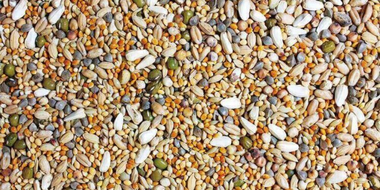 Quelle est la nourriture préférée des oiseaux ?