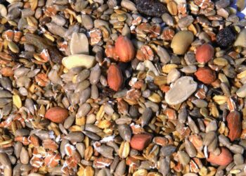 Quelle est la nourriture préférée des oiseaux ?