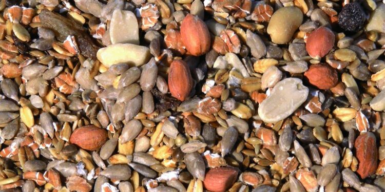 Quelle est la nourriture préférée des oiseaux ?