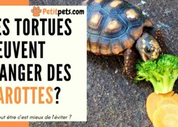 Quelle est la nourriture préférée des tortues ?