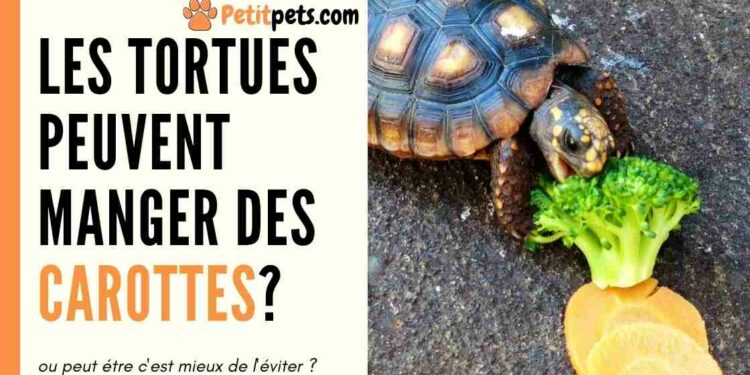 Quelle est la nourriture préférée des tortues ?