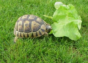 Quelle est la nourriture préférée des tortues ?