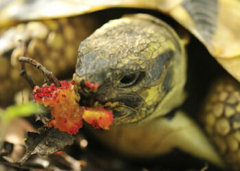 Quelle est la nourriture préférée des tortues ?