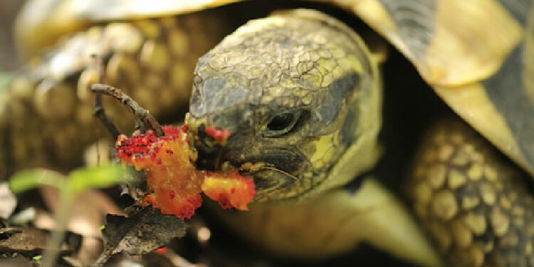 Quelle est la nourriture préférée des tortues ?