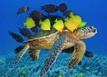 Quelle est la nourriture préférée des tortues d'eau ?