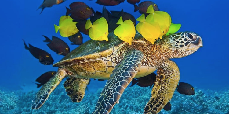 Quelle est la nourriture préférée des tortues d'eau ?