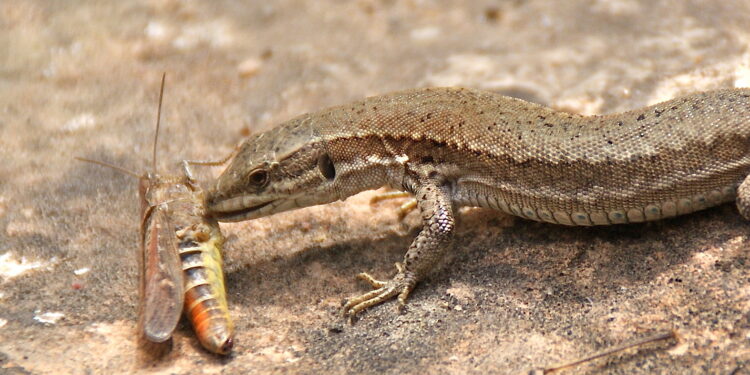 Quelle est la nourriture préférée du lézard ?