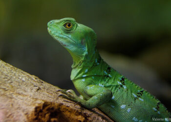 Quelle est la particularité du basilic vert ?