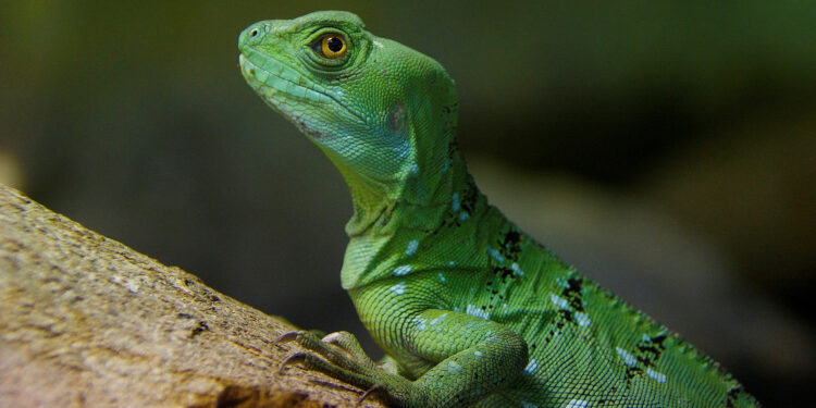 Quelle est la particularité du basilic vert ?