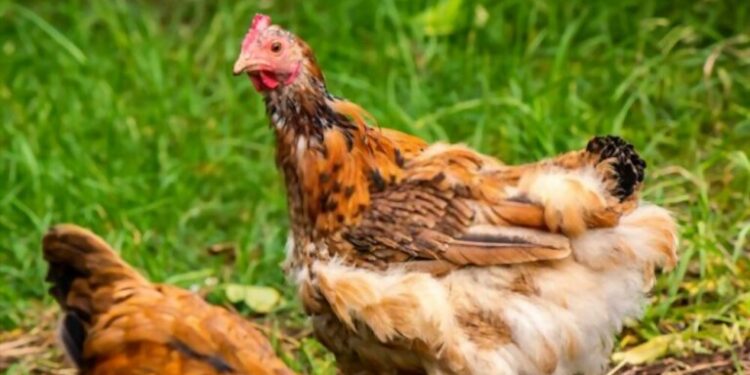 Quelle est la période de mue pour les poules ?