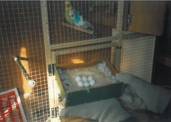 Quelle est la période de reproduction des perruches ?