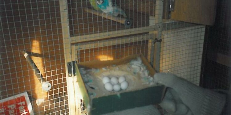 Quelle est la période de reproduction des perruches ?