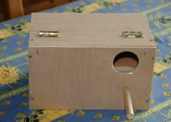 Quelle est la période de reproduction des perruches ?