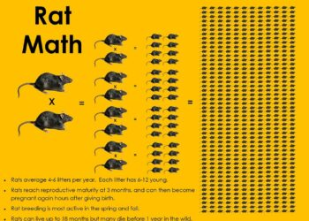 Quelle est la période de reproduction des rats ?