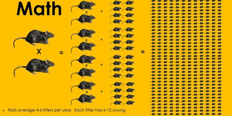 Quelle est la période de reproduction des rats ?