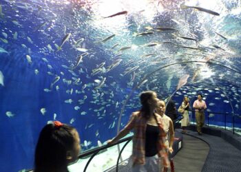 Quelle est la plus grande vitre du monde ?