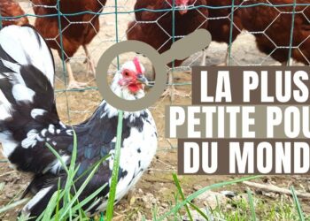 Quelle est la poule la plus sociable ?