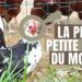 Quelle est la poule la plus sociable ?