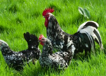 Quelle est la poule qui pond les plus gros œufs ?