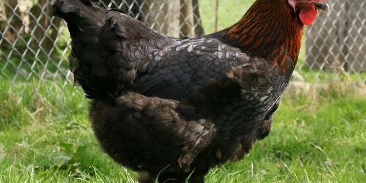 Quelle est la poule qui pond les plus gros œufs ?