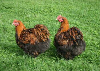 Quelle est la poule qui pond les plus gros œufs ?