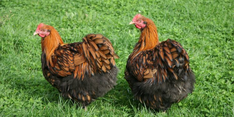 Quelle est la poule qui pond les plus gros œufs ?
