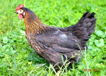 Quelle est la poule qui pond les plus gros œufs ?