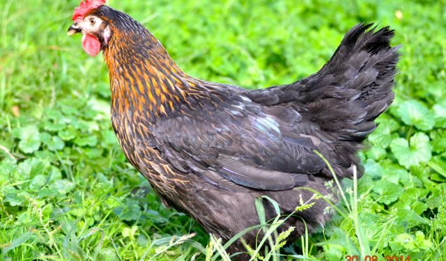 Quelle est la poule qui pond les plus gros œufs ?