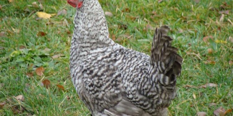 Quelle est la poule qui pond les plus gros œufs ?