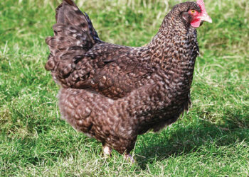 Quelle est la poule qui pond les plus gros œufs ?