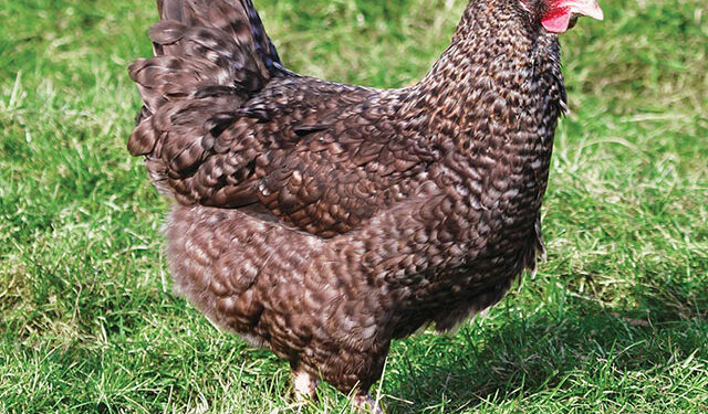 Quelle est la poule qui pond les plus gros œufs ?