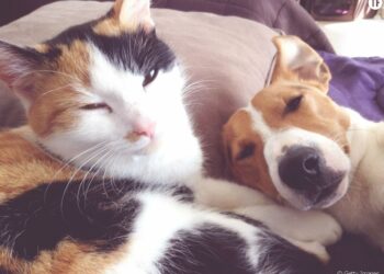 Quelle est la race de chien la plus fidèle ?