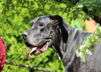 Quelle est la race de chien la plus lourde ?