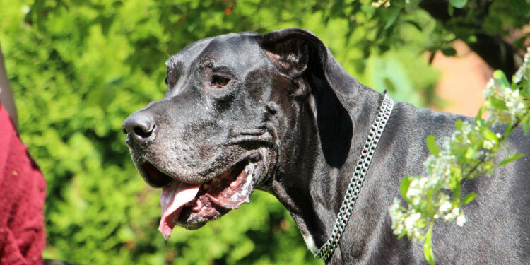 Quelle est la race de chien la plus lourde ?