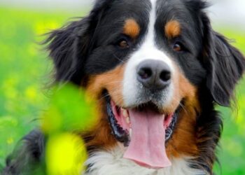 Quelle est la race de chien qui aboie le moins ?