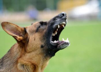 Quelle est la race de chien qui aboie le plus ?