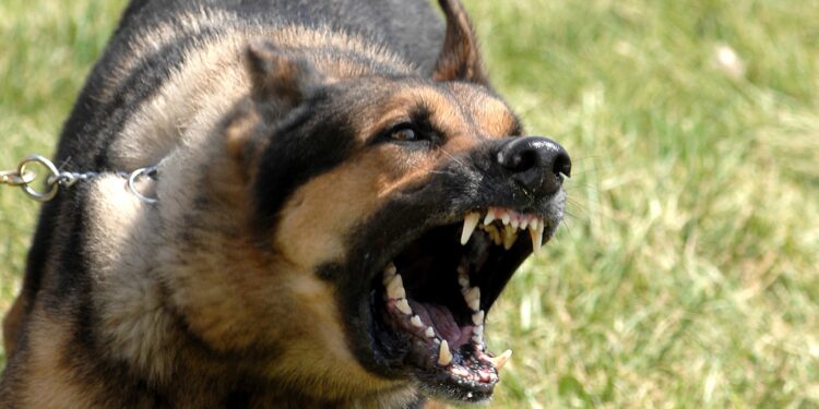 Quelle est la race de chien qui aboie le plus ?