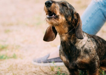 Quelle est la race de chien qui aboie le plus ?