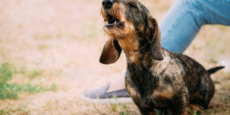 Quelle est la race de chien qui aboie le plus ?